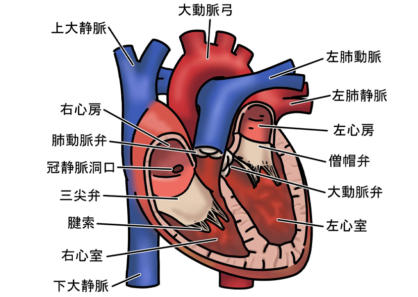 心臓弁膜症